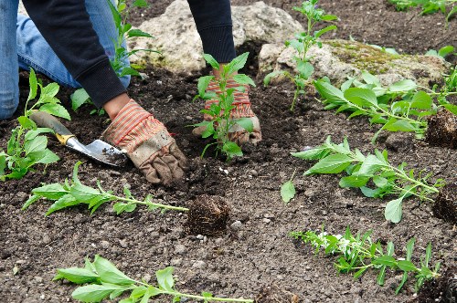 Eco-friendly lawn care practices