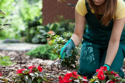 Alternative lawn care methods for a healthy yard