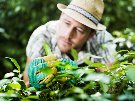 Gardener performing edging on a garden border