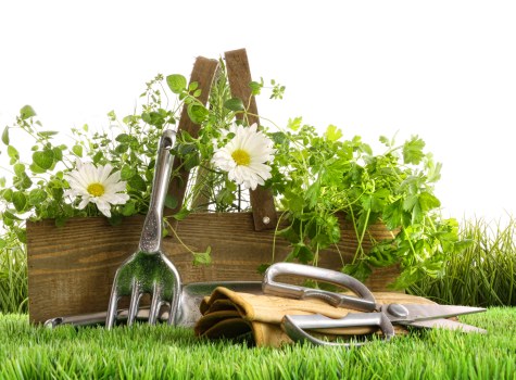 Experienced landscaper maintaining a residential garden